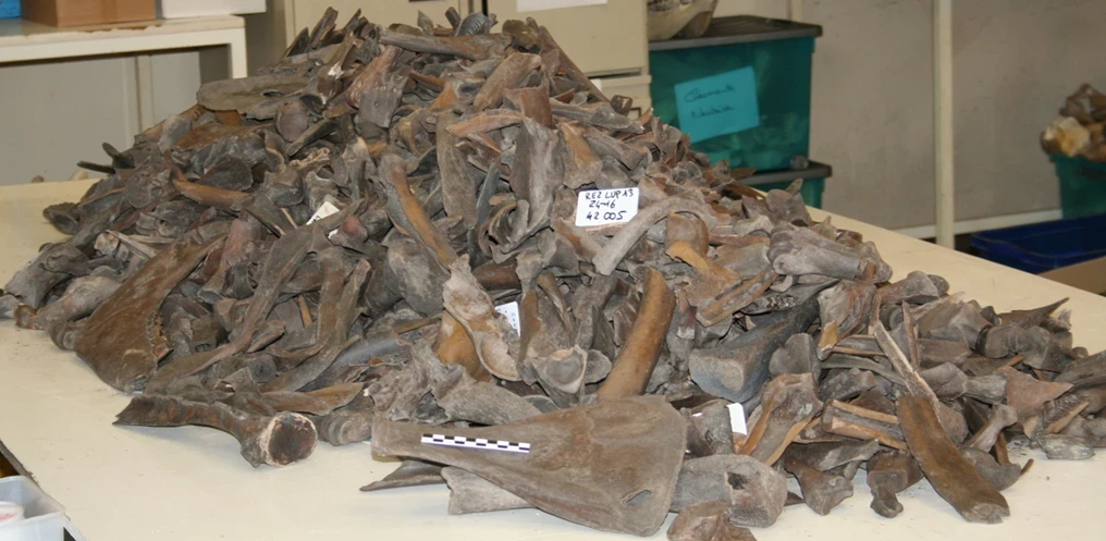 Vue d'une partie du matériel faunique 